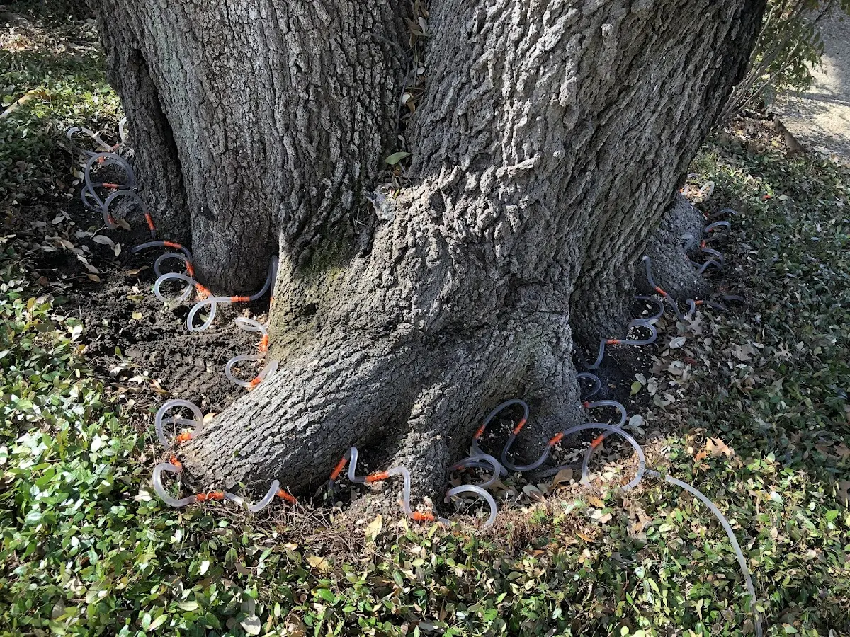 Detailed Tree Cabling and Bracing job site in Grafton