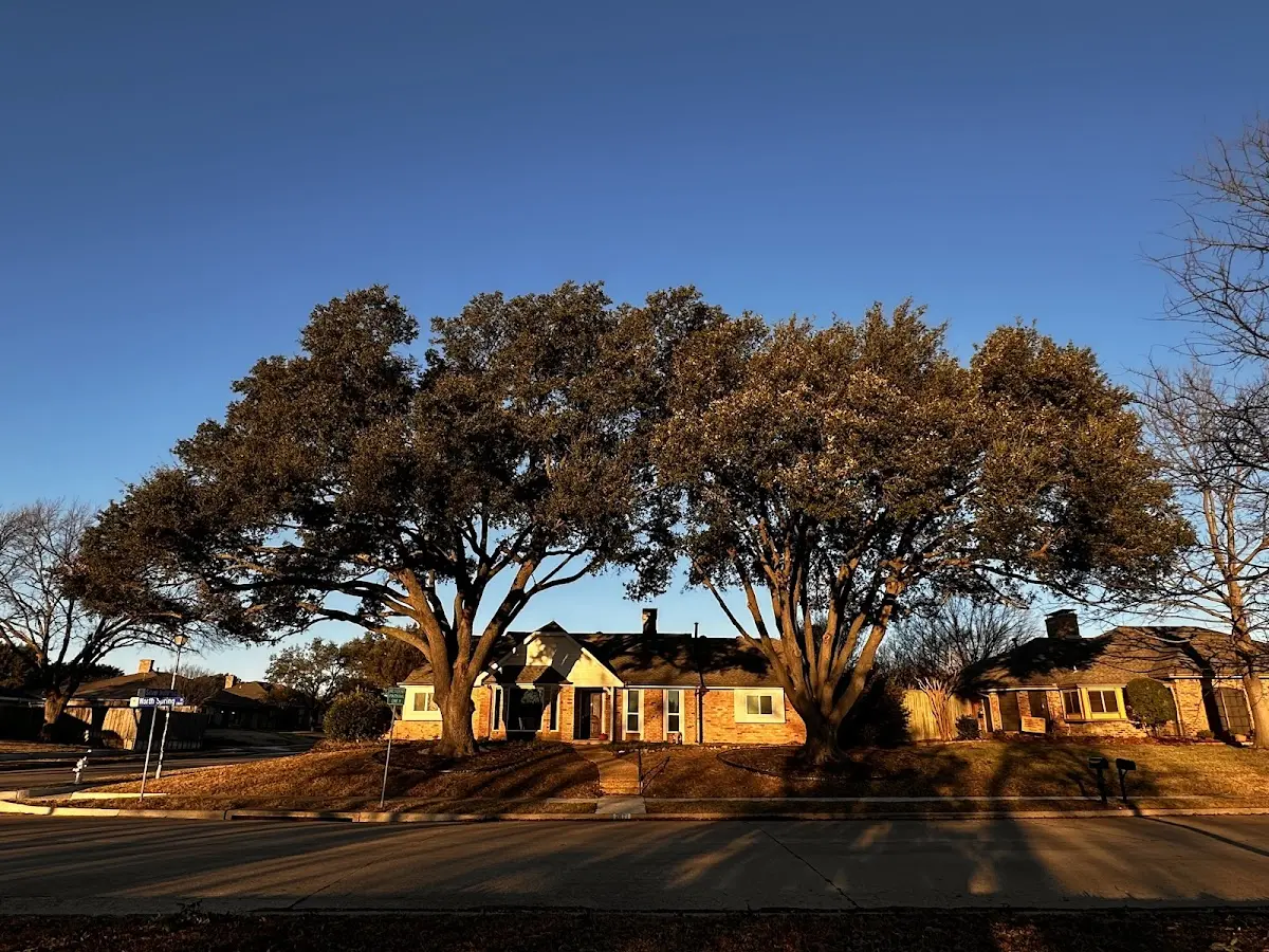 Established residential canopy tree shading a home in Grafton